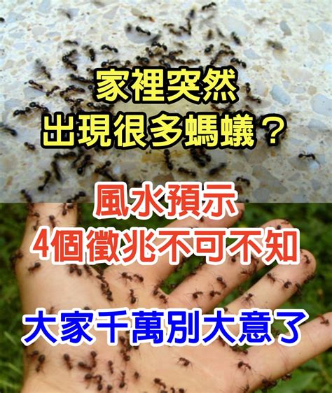 家裡很多螞蟻|家裡出現很多小螞蟻是怎麼回事？為什麼家裡有很多小。